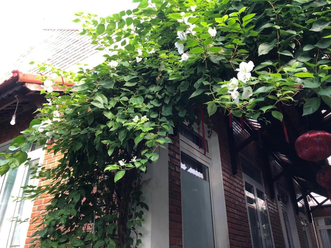 Q'Tropical Garden Homestay フエ エクステリア 写真